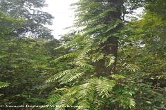 Stenochlaena palustris